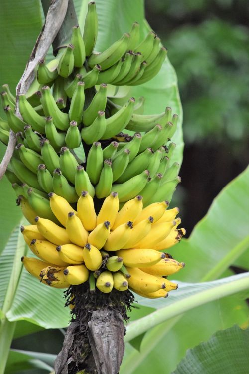 Kostenloses Foto zum Thema: @draussen, alexander, banane, bananen,  bananenbaum, bananenblatt, bananenpflanze, brasilien, bndel, dit,  energie, ernhrung, ernte, erzeugen, essen, frisch, frucht, gartenarbeit,  gelb, gesundes essen, gois, grn, gruppe ...