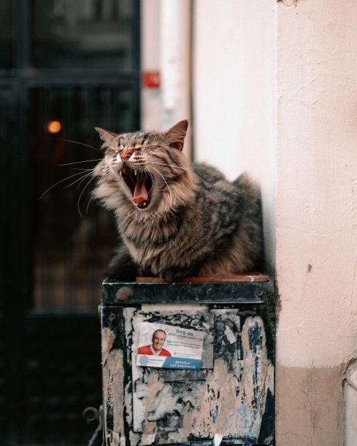 Free A fluffy tabby cat yawning on a weathered urban mailbox with selective focus. Stock Photo