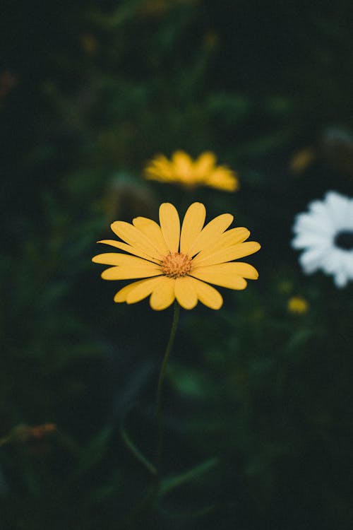 Gratis lagerfoto af blomsterfotografering, blomstrende, gul blomst