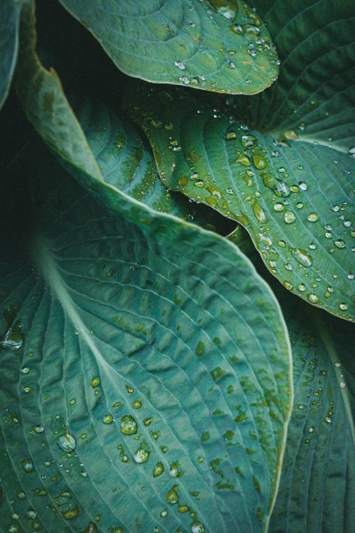 Free Close-up of vibrant green leaves with shimmering dewdrops. Nature's texture and freshness captured in detail. Stock Photo