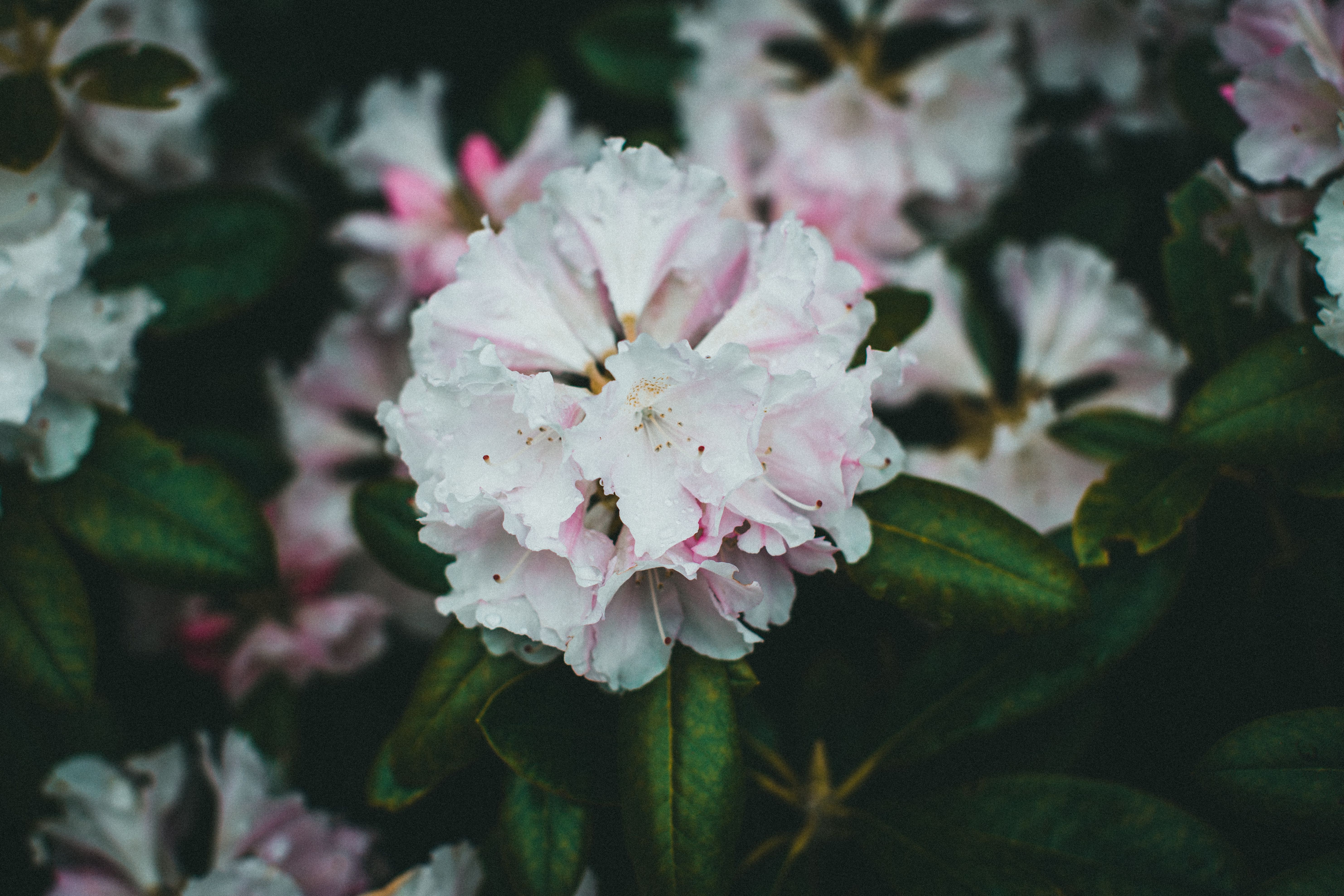 Rhododendron Knap Hill Hybrid Group Photos, Download The BEST Free Rhododendron  Knap Hill Hybrid Group Stock Photos & HD Images