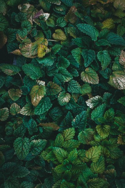 Close-up of lush green mint leaves in a natural garden setting, showcasing intricate leaf patterns.