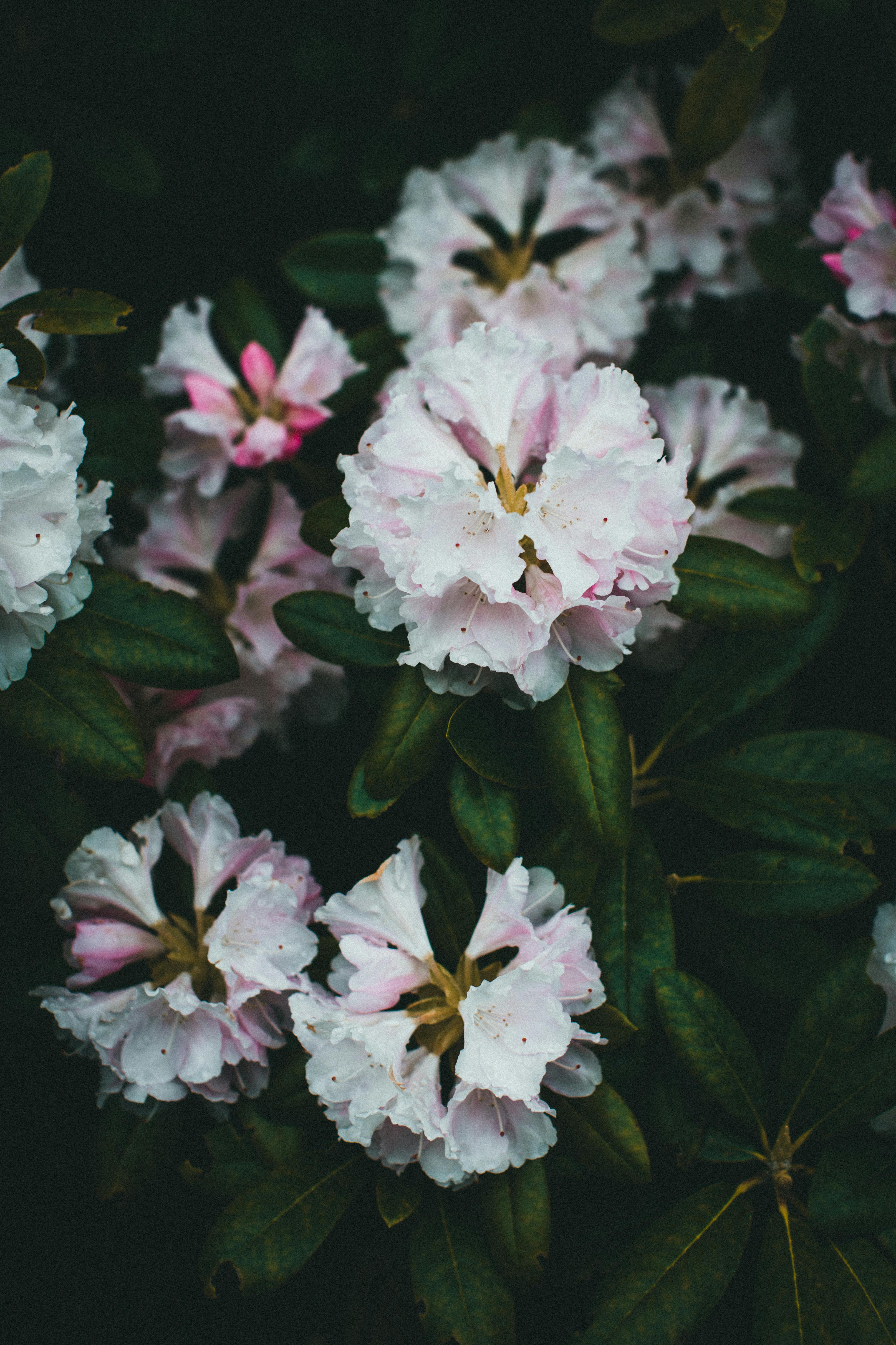 Stunning close-up of blooming rhododendron flowers with lush green leaves.