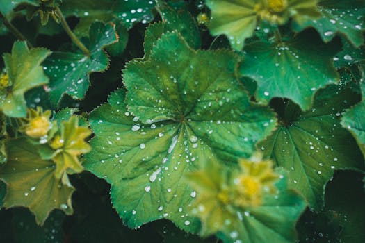 Close-up of fresh green leaves with dew drops, capturing natural beauty and freshness.