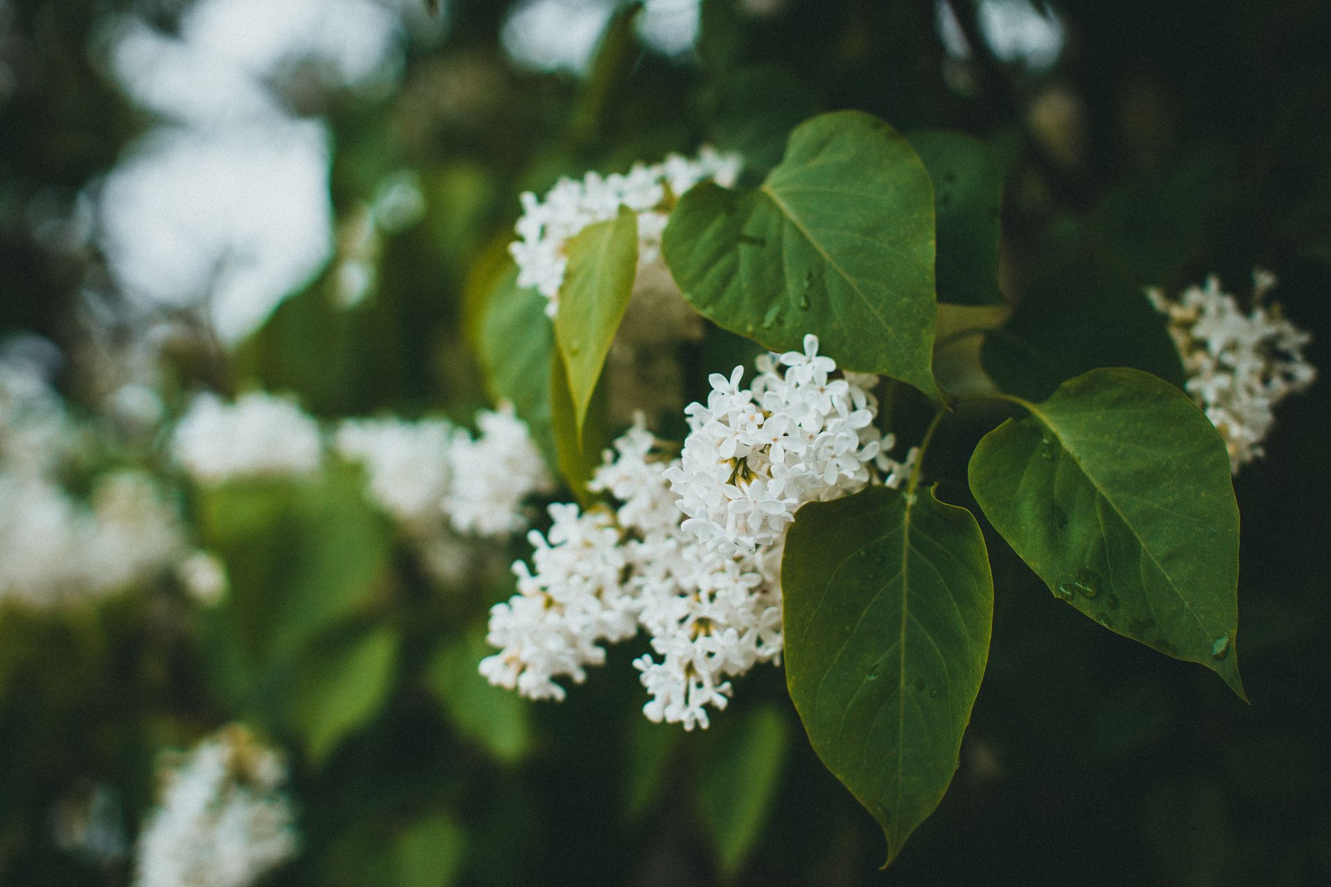 A detailed view of blooming white lilacs with lush green leaves in a spring setting.