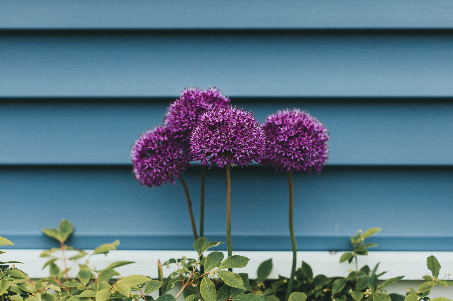 Purple allium flowers