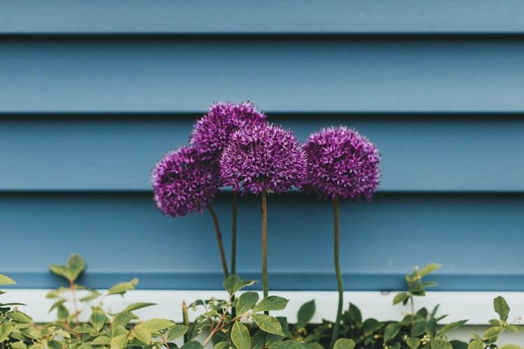 Close Up Of Small Purple Flowers