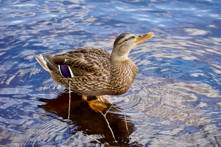 Close Up Phot Of A Duck