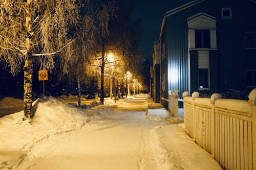 Безкоштовне стокове фото на тему «вечір, дерева, засніжений»