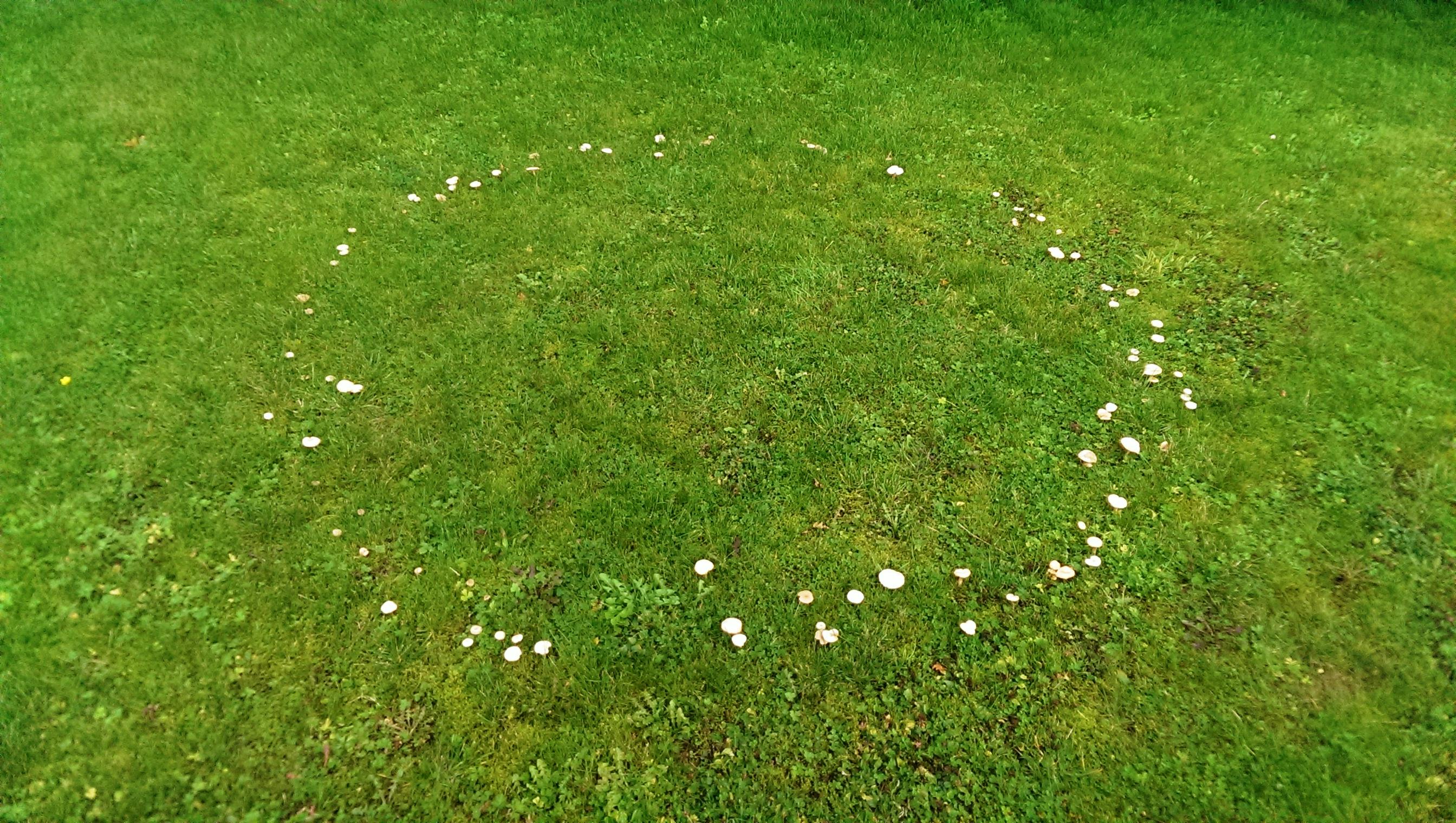 Free stock photo of circle of mushrooms, fairy, fairy ring