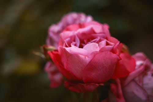 Close-up of a Pink Rose 