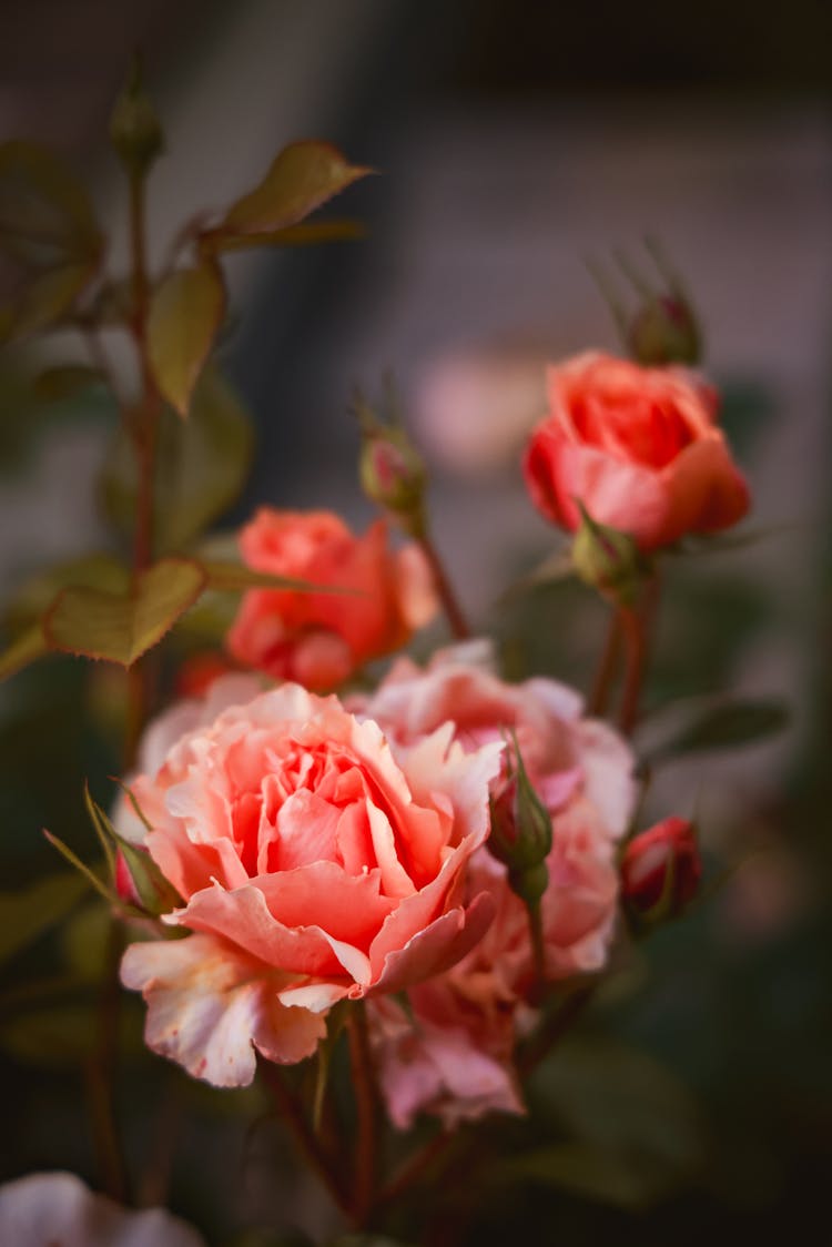 Photo Of A Red Blossoming Flower Head