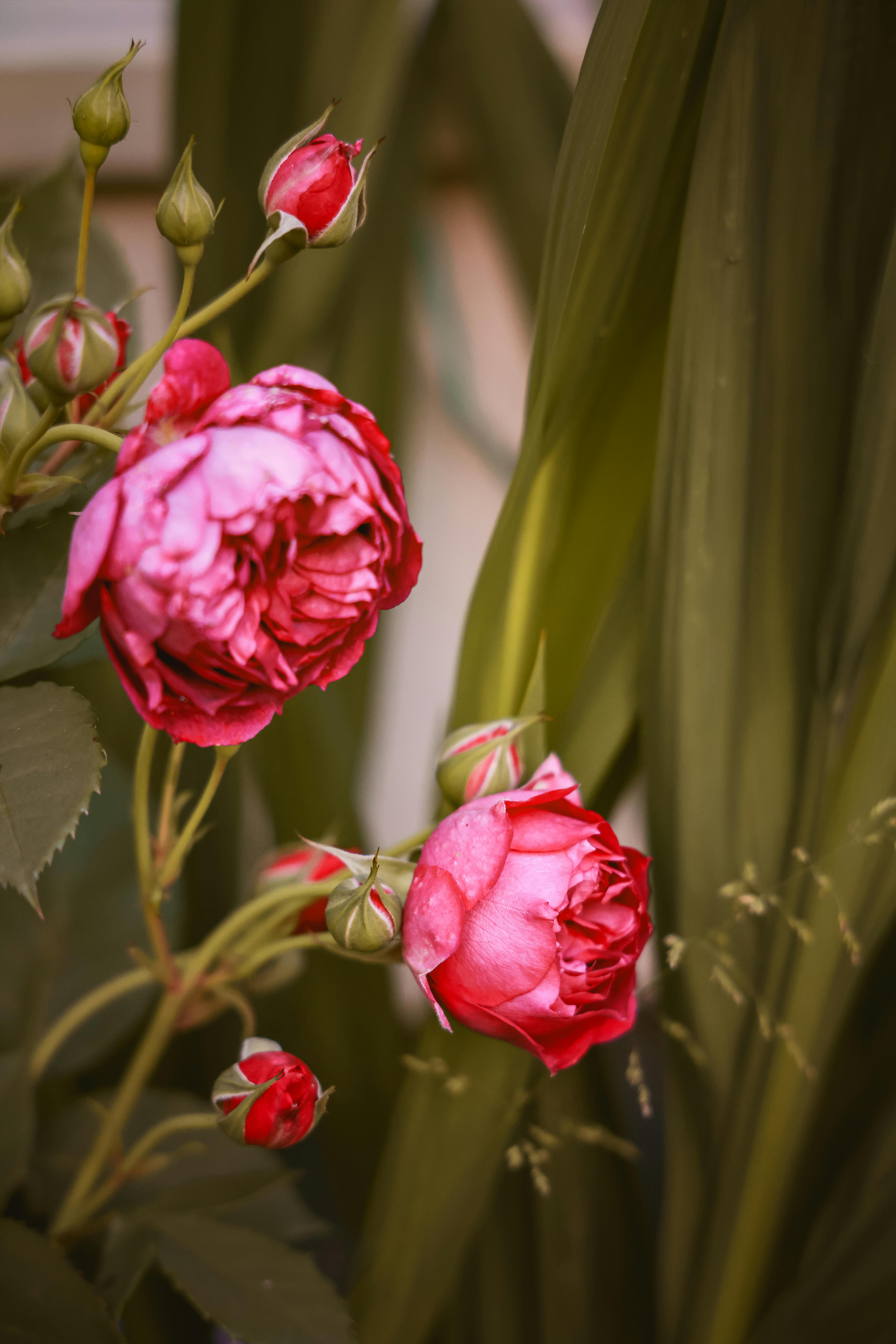 Beautiful pink roses in full bloom surrounded by lush green leaves. Perfect for garden lovers.