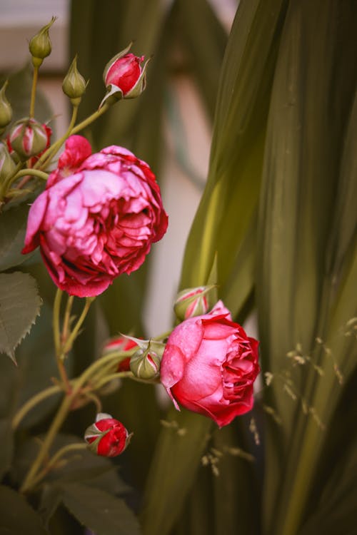 Close-up of Pink Roses in the Garden 