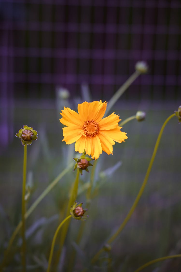 Blooming Lanceleaf Coreopsis