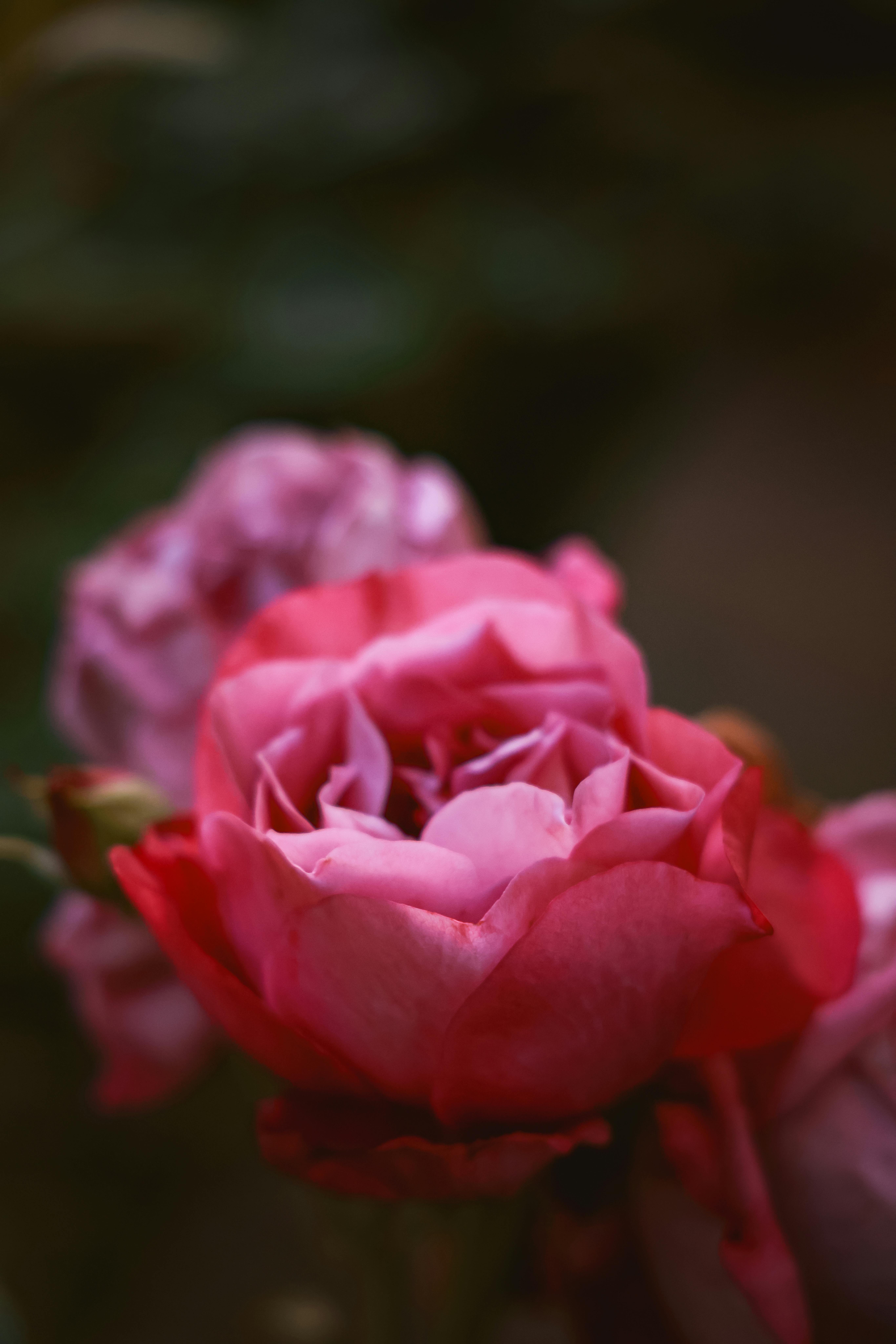 Hoa hồng cánh sen: Bạn thích những bông hoa mềm mại và thơm ngát? Hoa hồng cánh sen là một lựa chọn tuyệt vời cho bạn! Hãy xem những hình ảnh tuyệt đẹp của loài hoa này và cảm nhận sự hòa quyện giữa vẻ đẹp và mùi thơm ngát của nó.