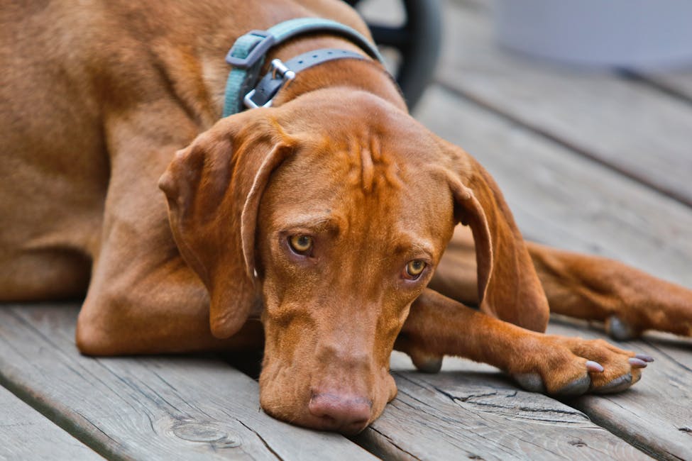Vizsla dog training guide - Affectionate, Gentle, Energetic Sporting breed from Hungary