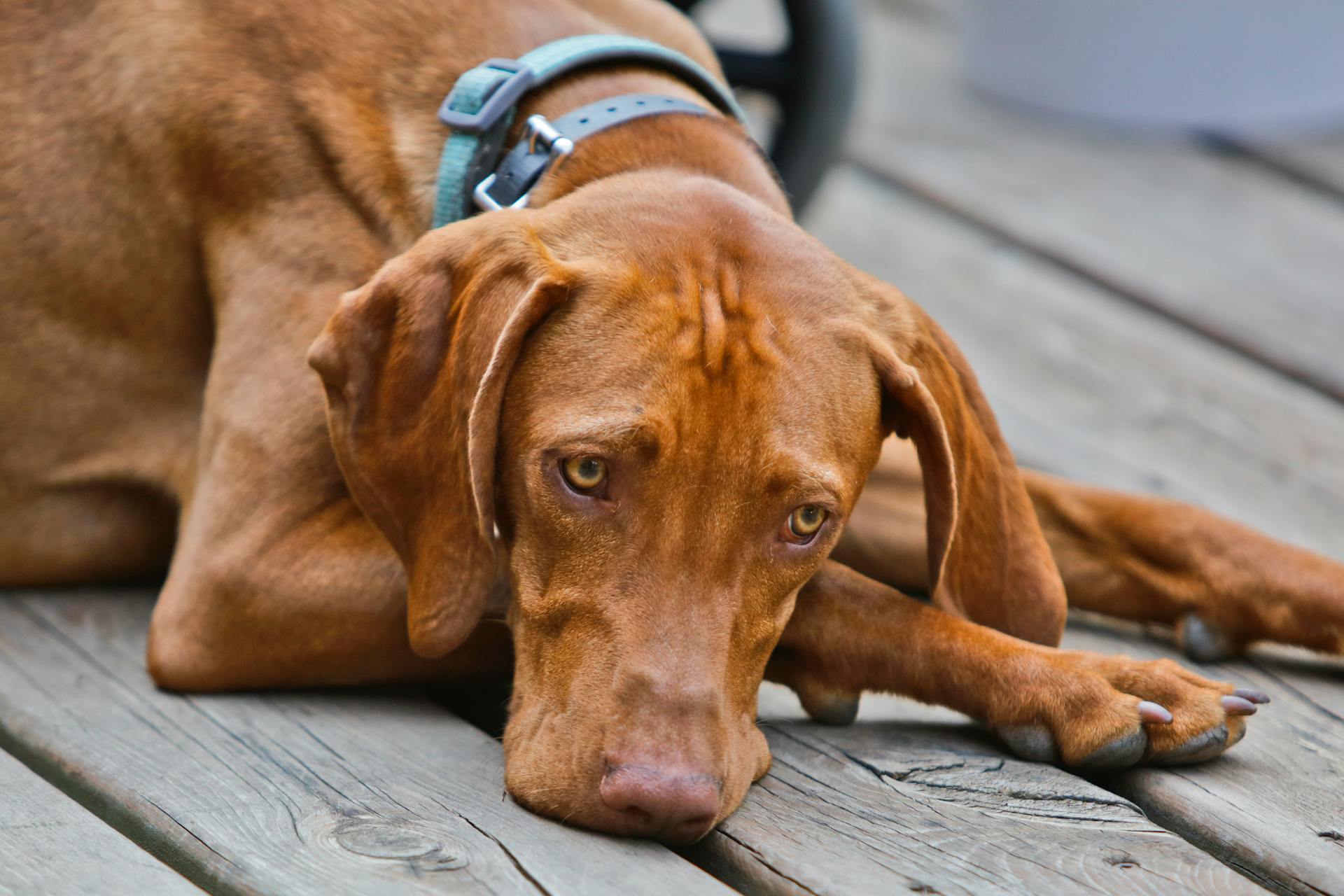 Liefdevolle Vizsla-hond