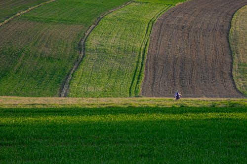 Fotos de stock gratuitas de agricultura, césped, fondo de pantalla