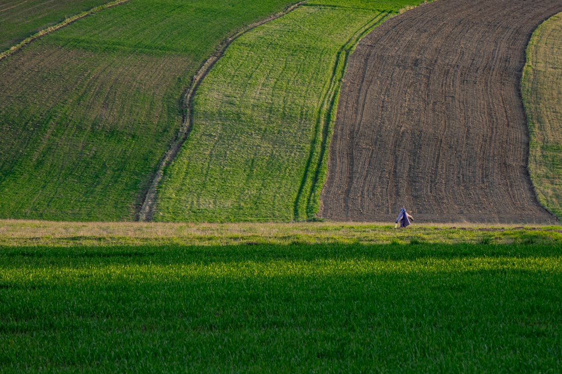 Základová fotografie zdarma na téma farma, krajina, pastvina