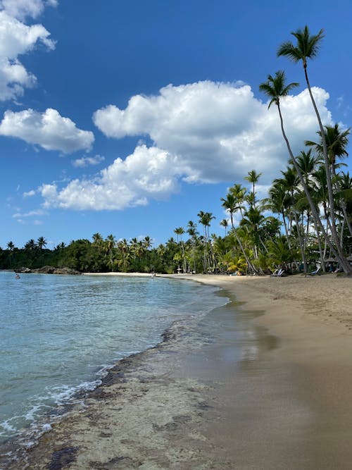 Palm Trees on Beach