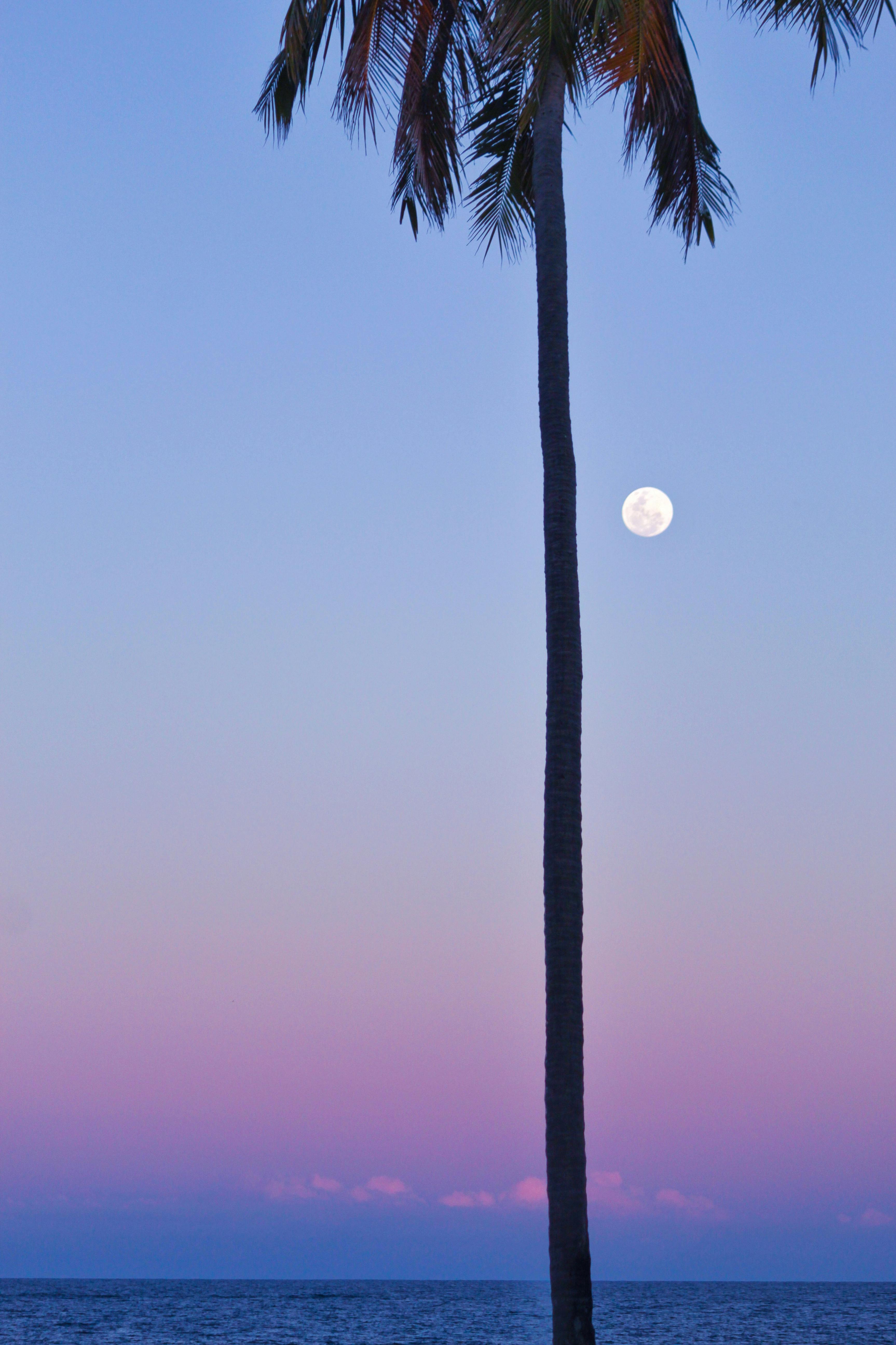 Palm Tree and Moon on Sky · Free Stock Photo