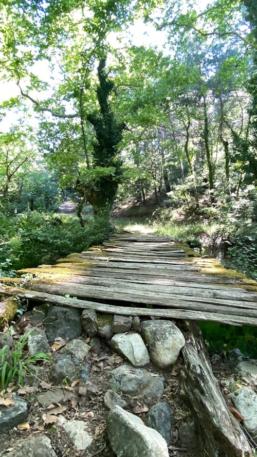 ahşapköprü, 夏天, 森林 的 免费素材图片