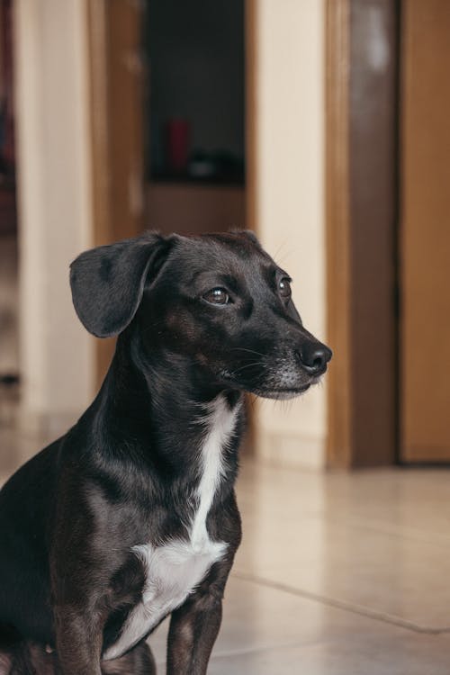 Kostnadsfri bild av däggdjur, golvplattor, hund-