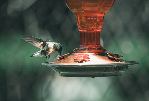 Imagine de stoc gratuită din aviar, colibri, faună sălbatică