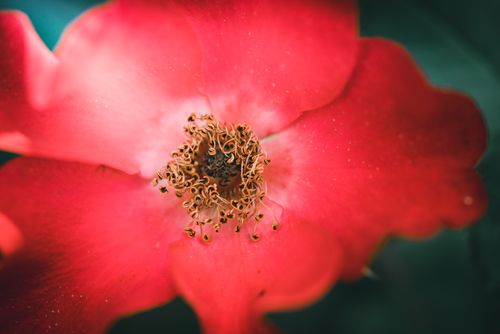 Free Stunning macro shot of a red flower showcasing intricate stamen details. Stock Photo
