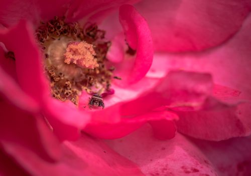 Free Detailed macro shot of a bee gathering pollen from a vibrant pink rose flower. Stock Photo