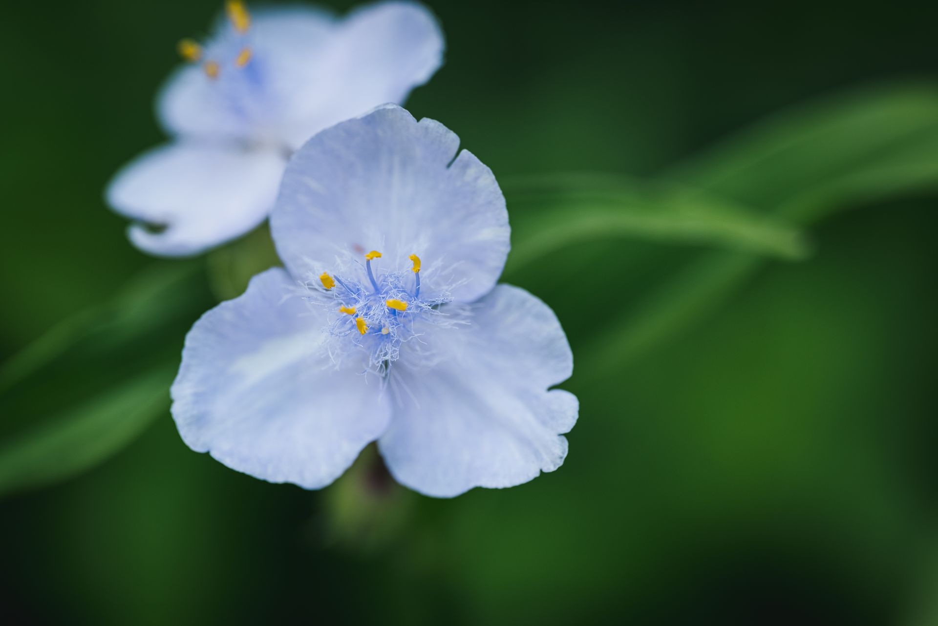 A stunning close-up of a delicate light blue Tradescantia flower, showcasing its intricate petals and vibrant yellow stamens.