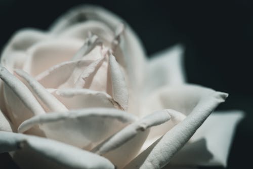 White Flower in Close Up Photography