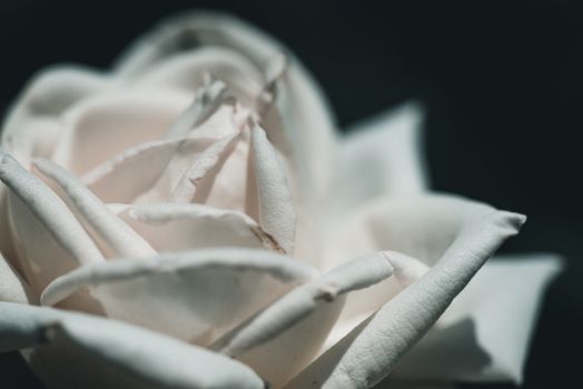 A beautifully detailed close-up of a white rose blossom showcasing its delicate petals.