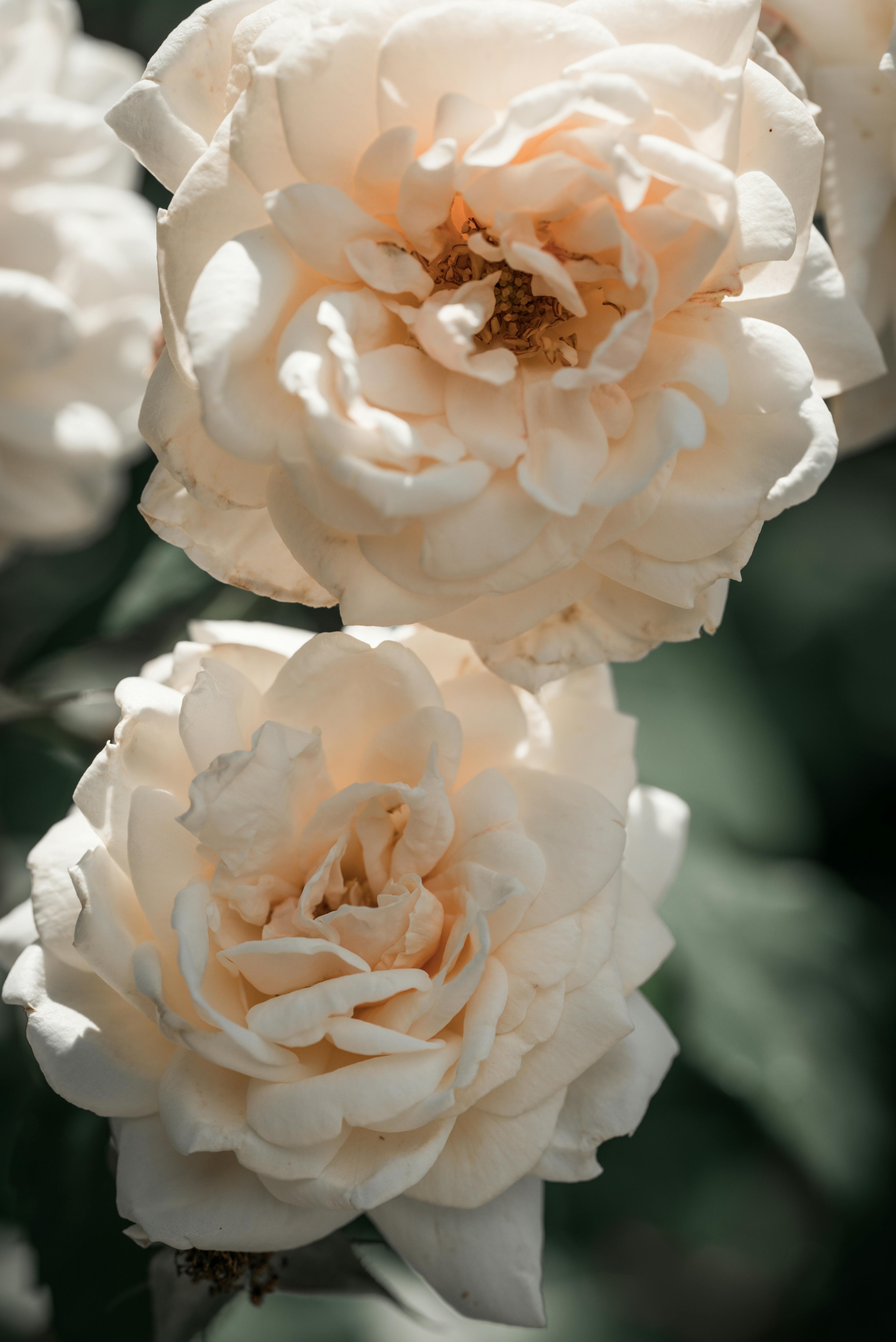 Photo of a Garden with Many Blossoming Plants · Free Stock Photo