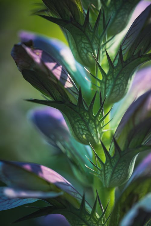 Purple Flower Buds in Close-up Photography