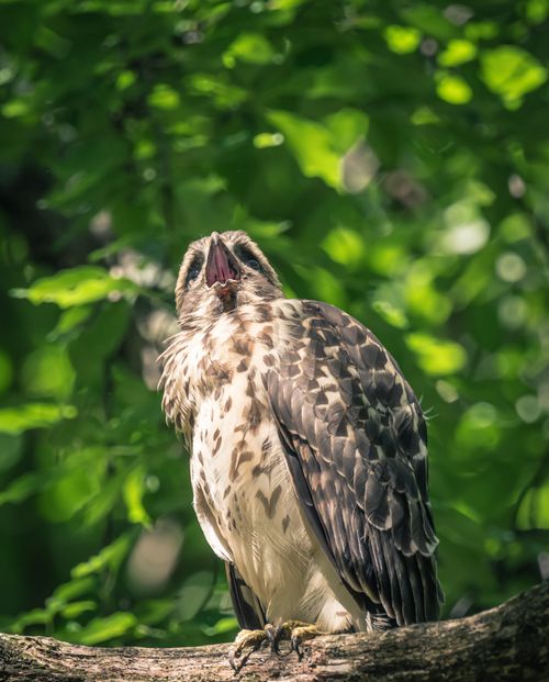 Free A hawk perched on a branch with lush green foliage in the background. Wildlife photography. Stock Photo