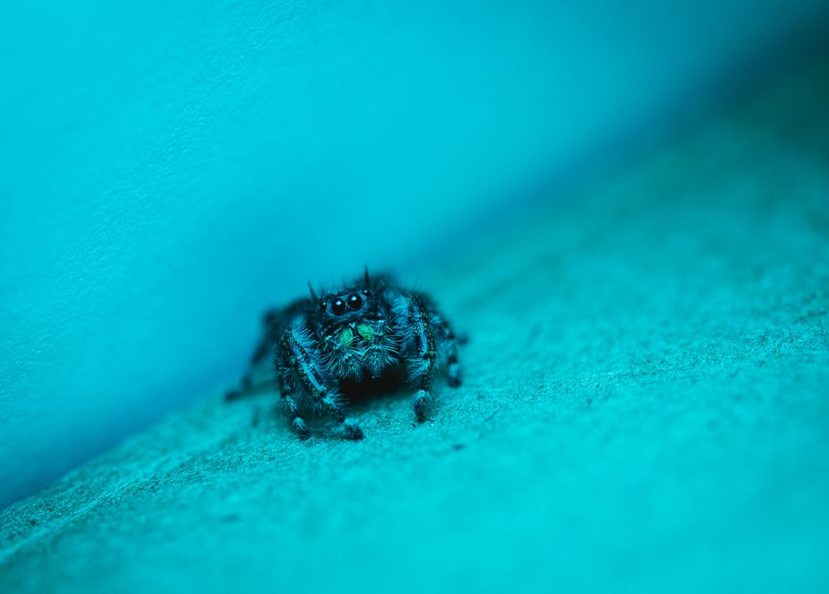 metallic blue jumping spider metallic blue jumping spider