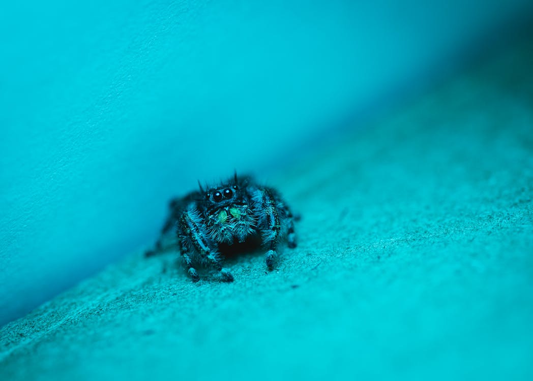 Macro Shot of a Spider