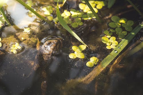 Free A Frog on the Water Stock Photo