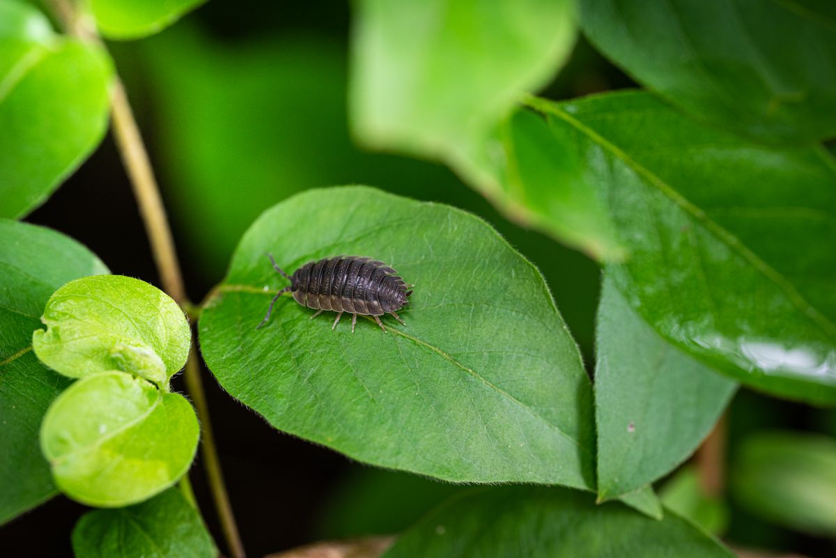 Woodlouse pest on a leaf — common pest treated by Biopest in Alicante