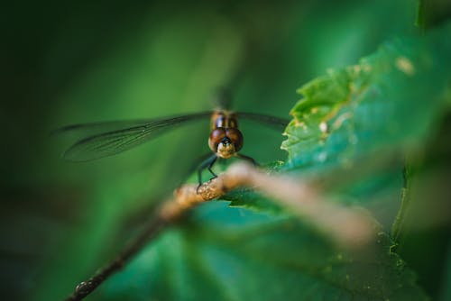 Kostenlos Kostenloses Stock Foto zu insekt, insektenfotografie, libelle Stock-Foto