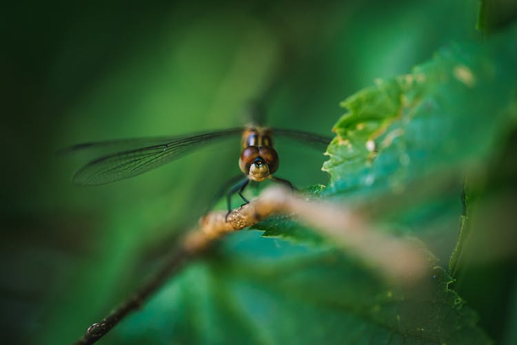 A Macro Shot Of A Dragonfly