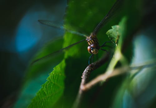 Kostenlos Kostenloses Stock Foto zu insekt, insektenfotografie, libelle Stock-Foto