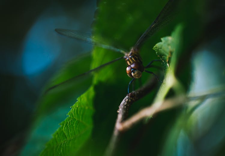 A Macro Shot Of A Dragonfly