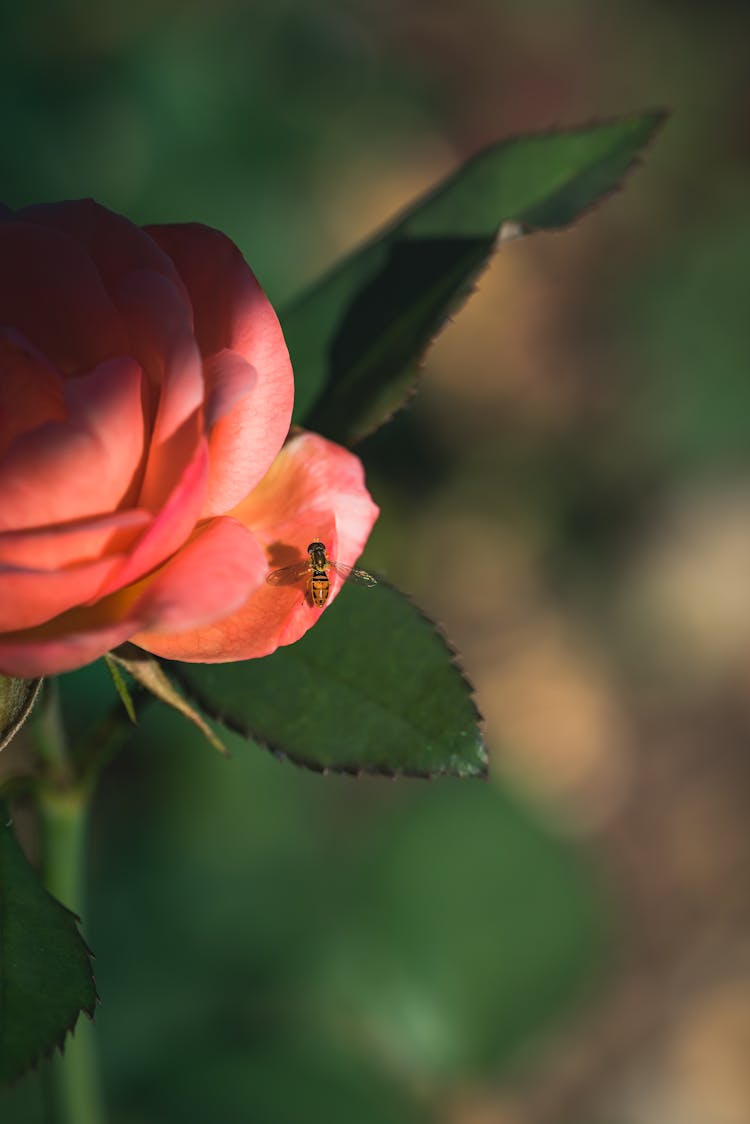 A Bee On A Rose