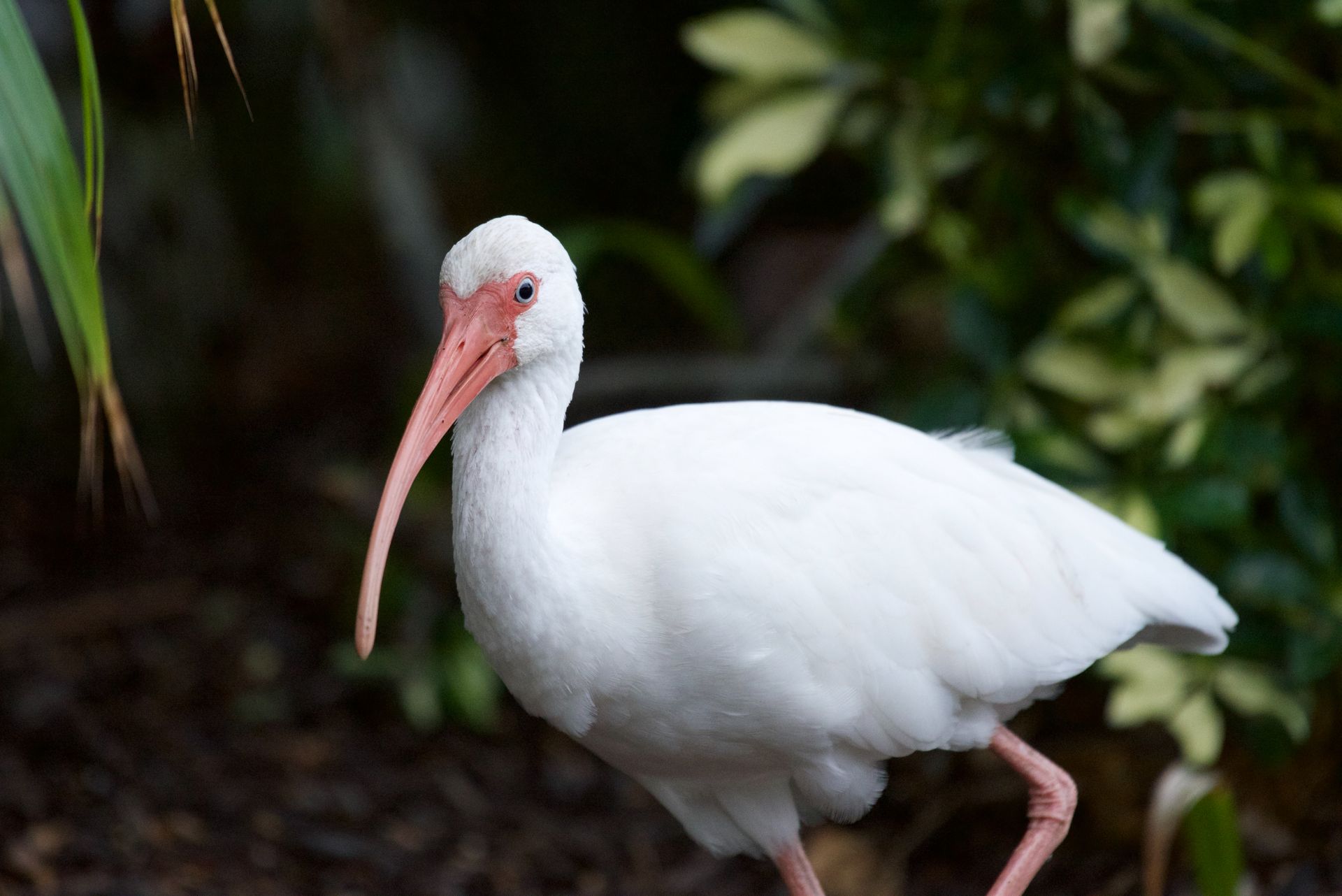 Elegant white ibis in lush green Florida habitat, showcasing wildlife beauty.
