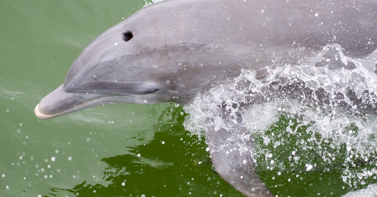 How much does a dolphin brain weight in pounds