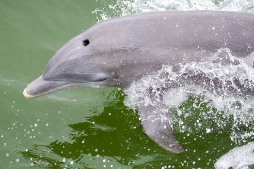 dolphin photo