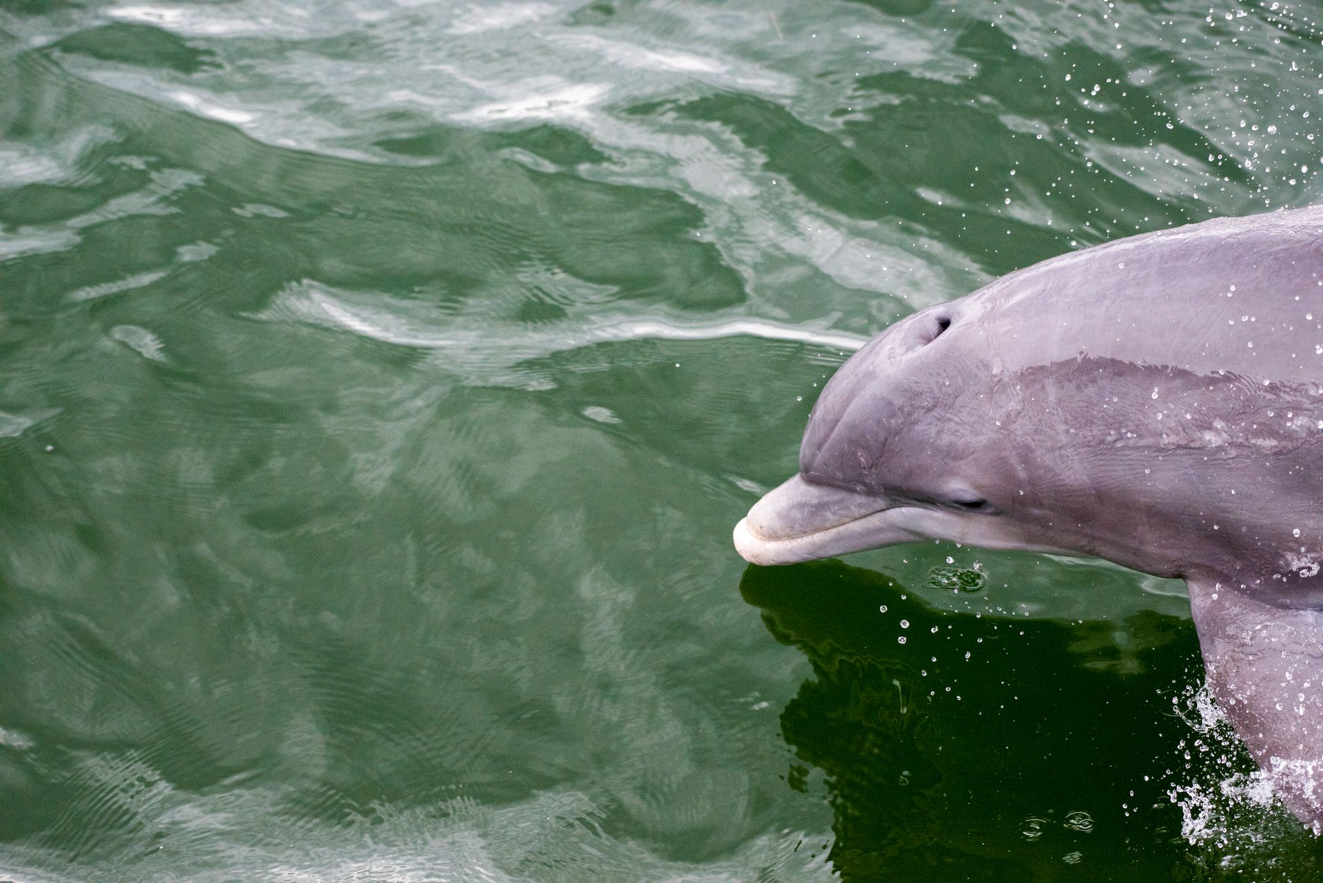 Close-up of a bottlenose dolphin swimming in green water, showcasing wildlife in its natural habitat.